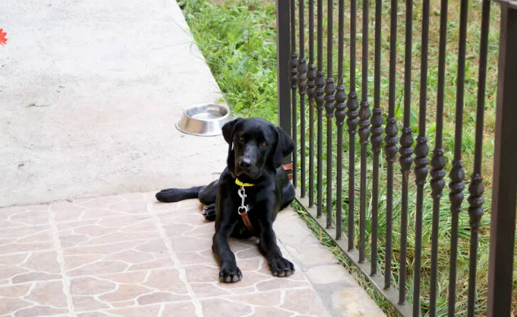 Bienvenidas mascotas a casa Trasgu