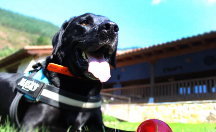 Bienvenidas mascotas a casa Trasgu