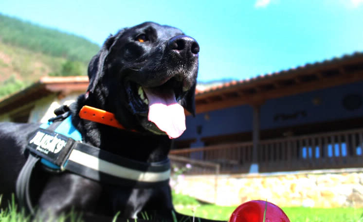 Bienvenidas mascotas a casa Trasgu