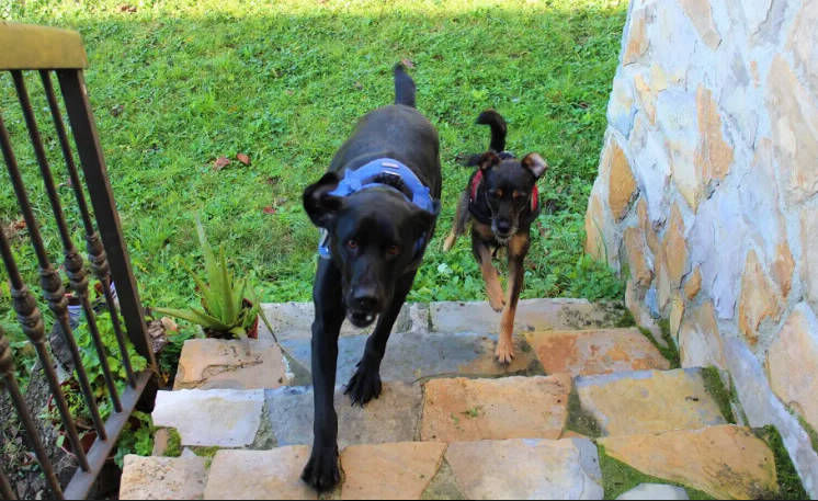 Bienvenidas mascotas a casa Trasgu