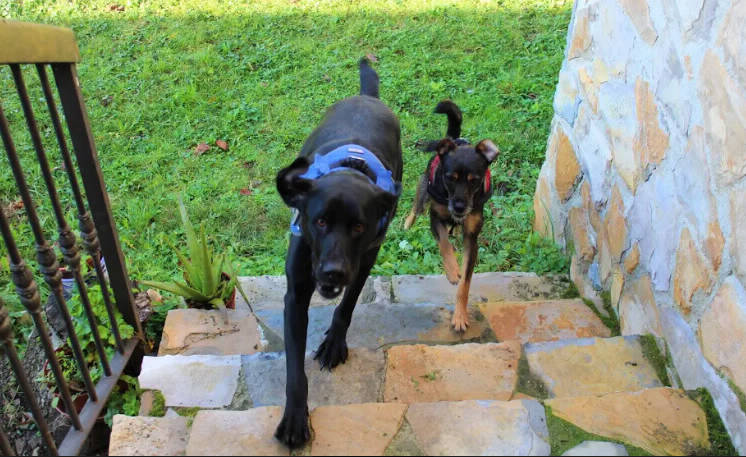 Bienvenidas mascotas a casa Trasgu
