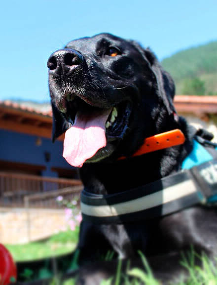 Perro