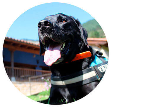 Tu mascota en Casa Trasgu